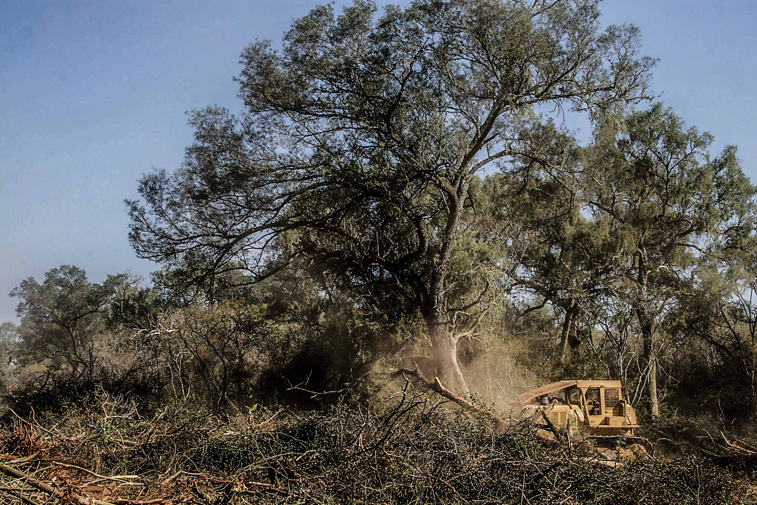 Día del árbol: Greenpeace reclama no flexibilizar la Ley de Bosques