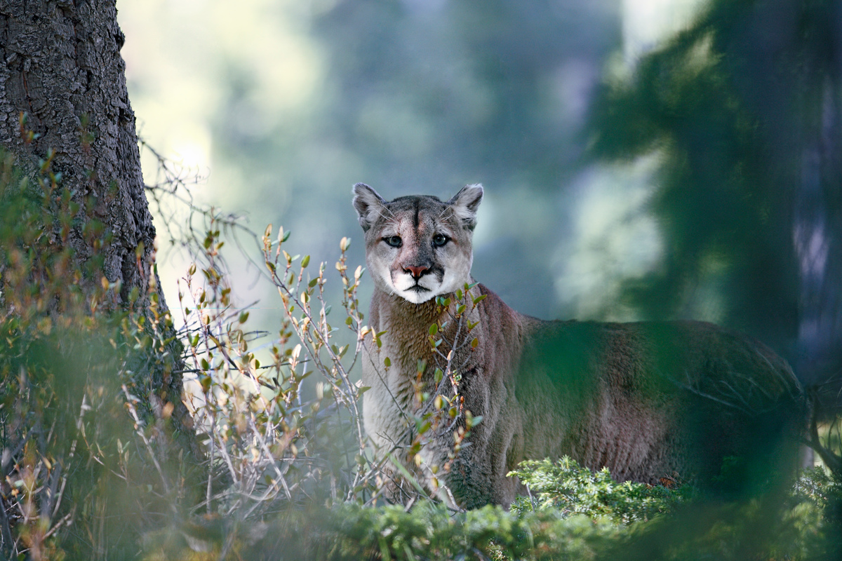 Wild Mountain Lion in Canada Cougar (Puma concolor), also commonly known as the mountain lion, puma, panther, or catamount.
These large, nocturnal cats prey on deer, raccoons, porcupines, foxes, mice, and other small mammals and birds. They are known to hide carcasses of larger animals under leaves and sticks and return later to feed on their cache. They also eat grass. These solitary cats once lived across North America. Their range is generally recognized as being from Alberta west, but sightings have been made in Saskatchewan, Manitoba, and to a lesser extent Ontario, Quebec and New Brunswick.