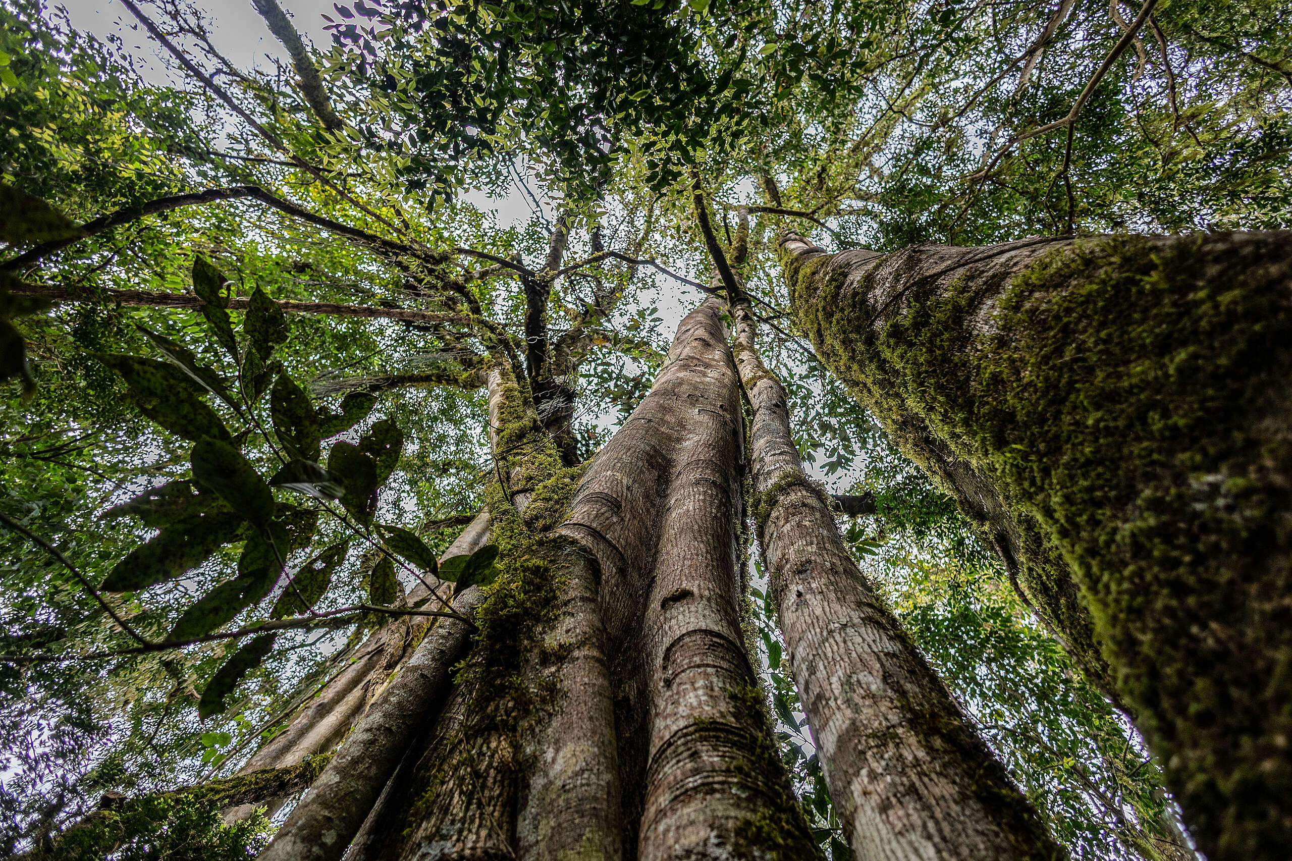 Selva de Yungas 02 © Tomás Cuesta Greenpeace