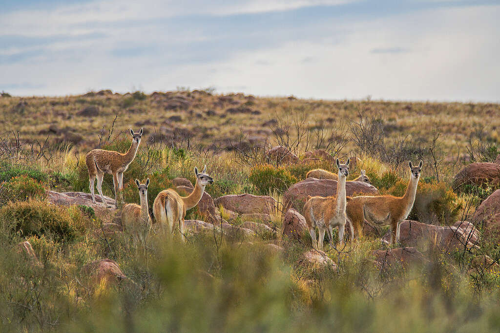 Monte Guanacos © Gonzalo Camiletti Greenpeace