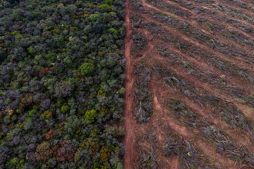 ___Deforestación Salta © Tomás Cuesta Greenpeace (3)