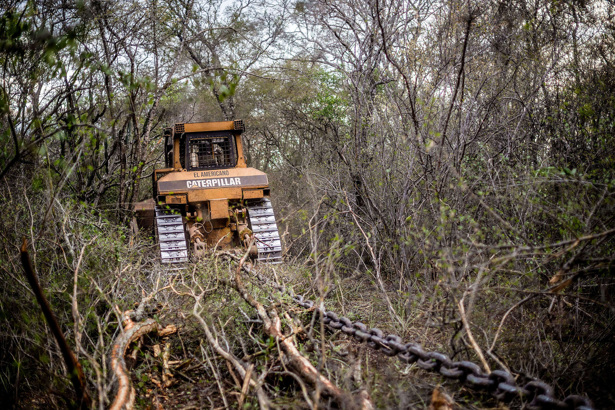 La deforestación no se detiene: más de 73.000 hectáreas arrasadas en el norte