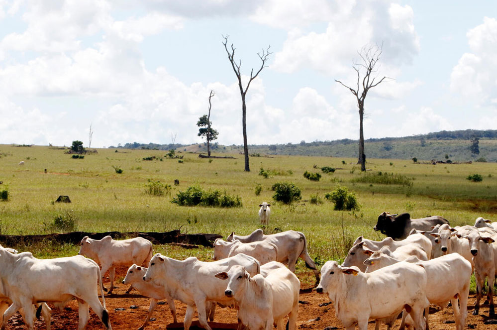 Waarom ons land nooit mag instemmen met EU-Mercosur