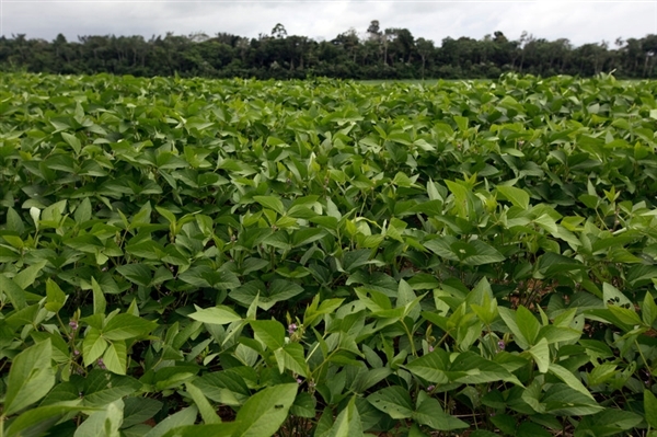 Amazonie: finie la déforestation au profit des plantations de soja !