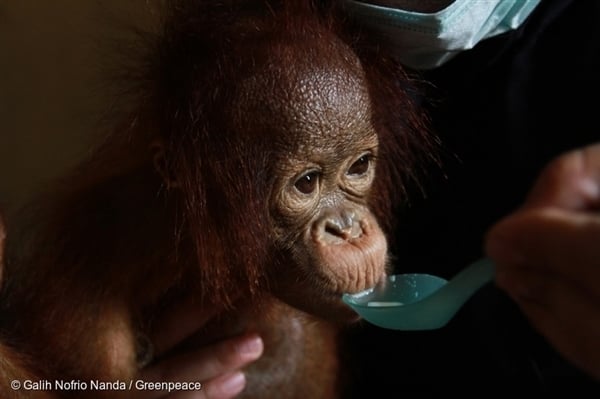 Otan, un orang outan de 7 mois, sauvé des feux de forêt