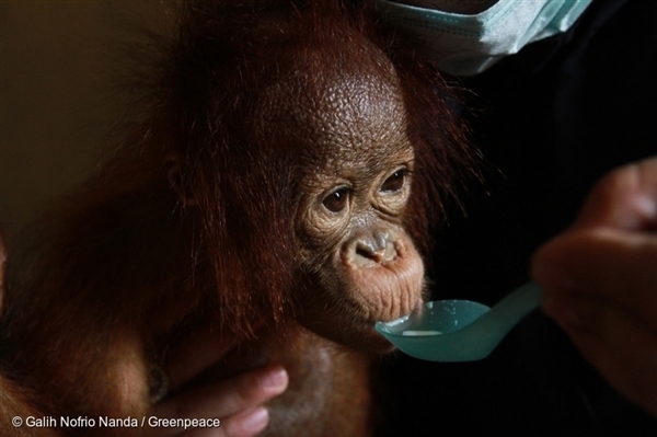 Otan, orang-outang van 7 maanden, gered van de bosbrandende forêt