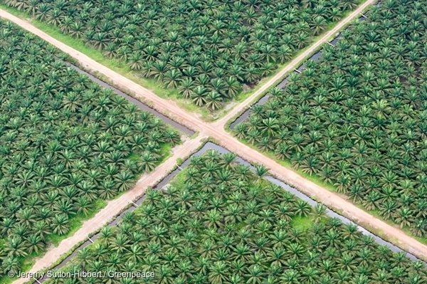 Palmolieplantage