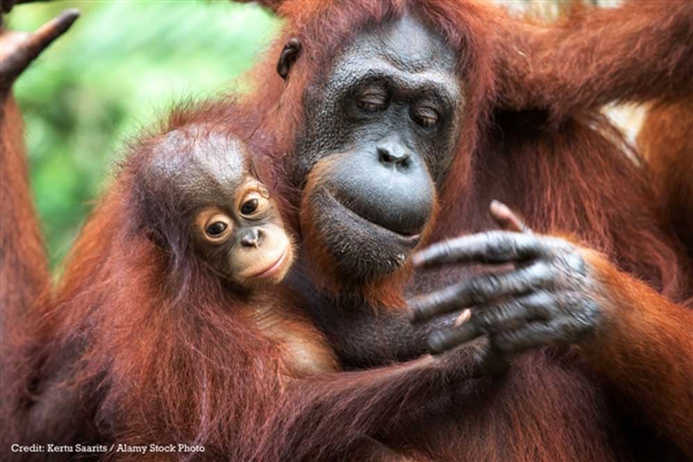 Les biscuits Oreo détruisent les forêts anciennes, habitats de l’orang-outan