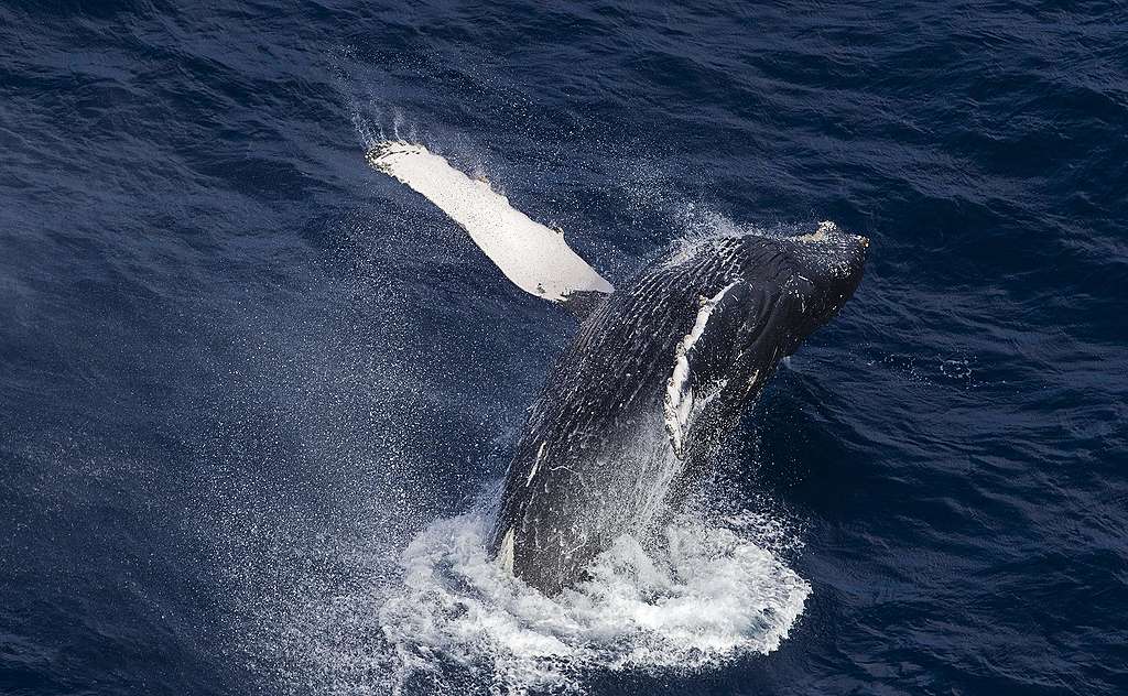 Zamel €0,50 in voor Greenpeace, zonder je portemonnee open te doen!