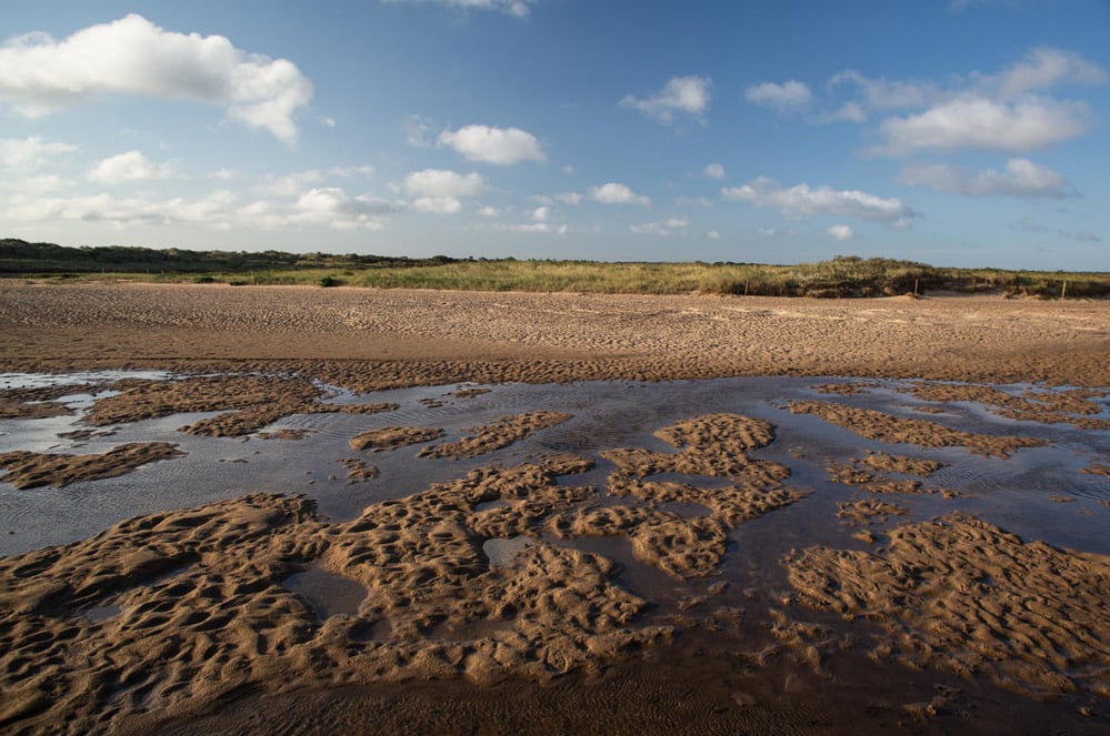 La coalition "4sea" demande de laisser éclore la flore du littoral, même après le Coronavirus