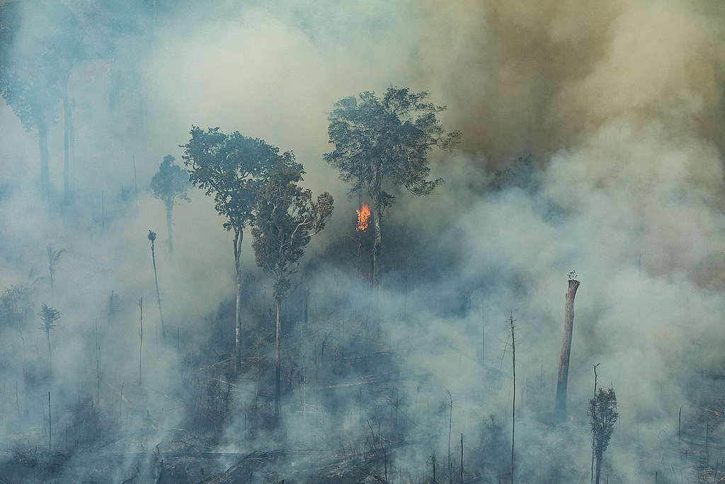 Branden in het Amazonewoud