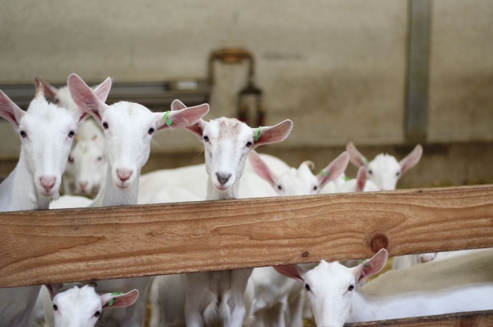 CROWDFUNDING: help grond kopen voor bioboeren