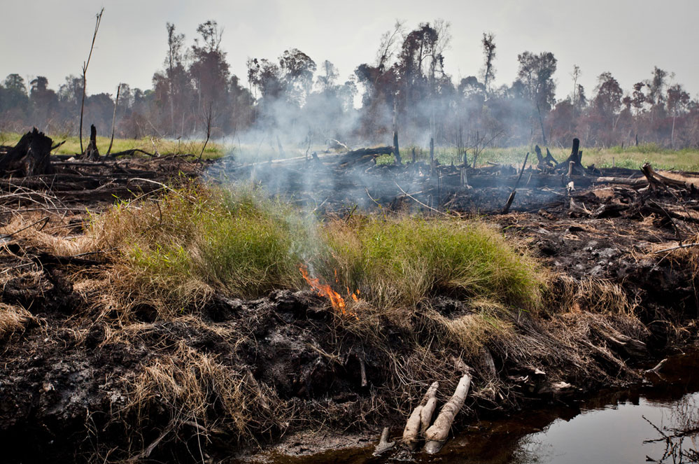 Coronavirus, agriculture et déforestation : on vous dit tout !