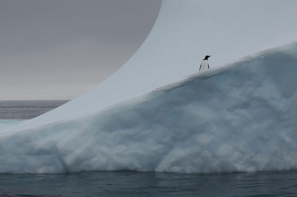 Pinguïns in Antarctica lijden onder de klimaatverandering, laten we hen helpen!