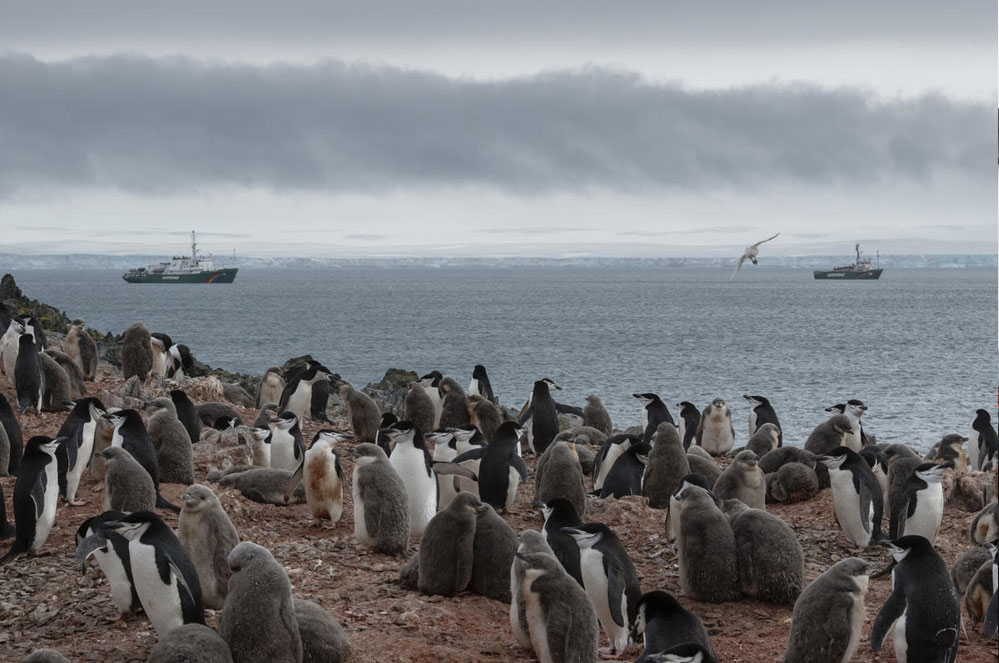 Pinguïns in Antarctica lijden onder de klimaatverandering, laten we hen helpen!