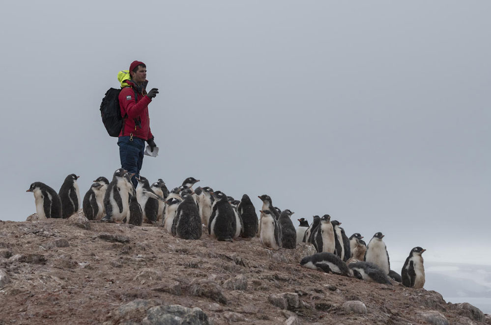 Pinguïns in Antarctica lijden onder de klimaatverandering, laten we hen helpen!