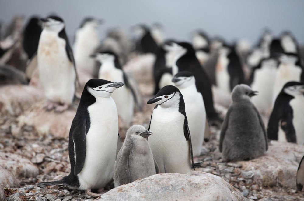 Pinguïns in Antarctica lijden onder de klimaatverandering, laten we hen helpen!