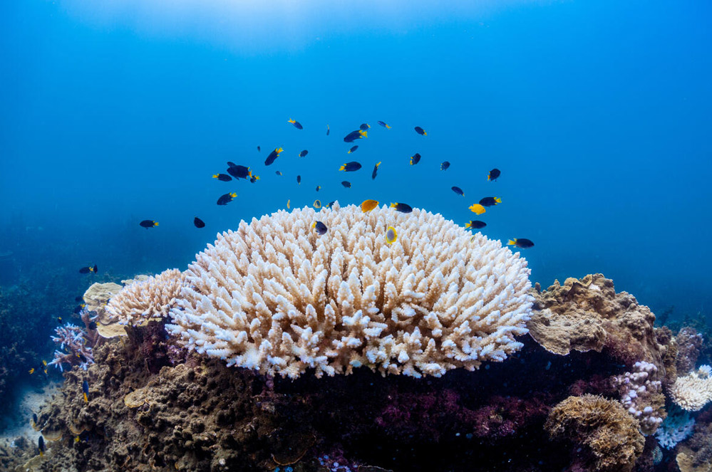 10 redenen om de oceanen te beschermen