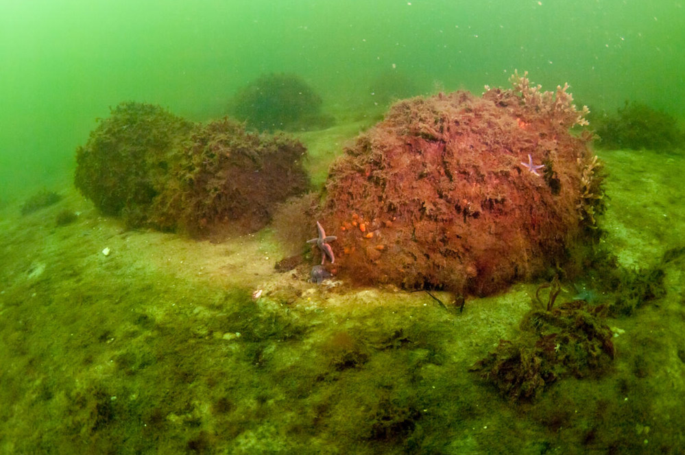 10 redenen om de oceanen te beschermen