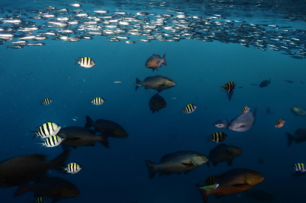 10 redenen om de oceanen te beschermen