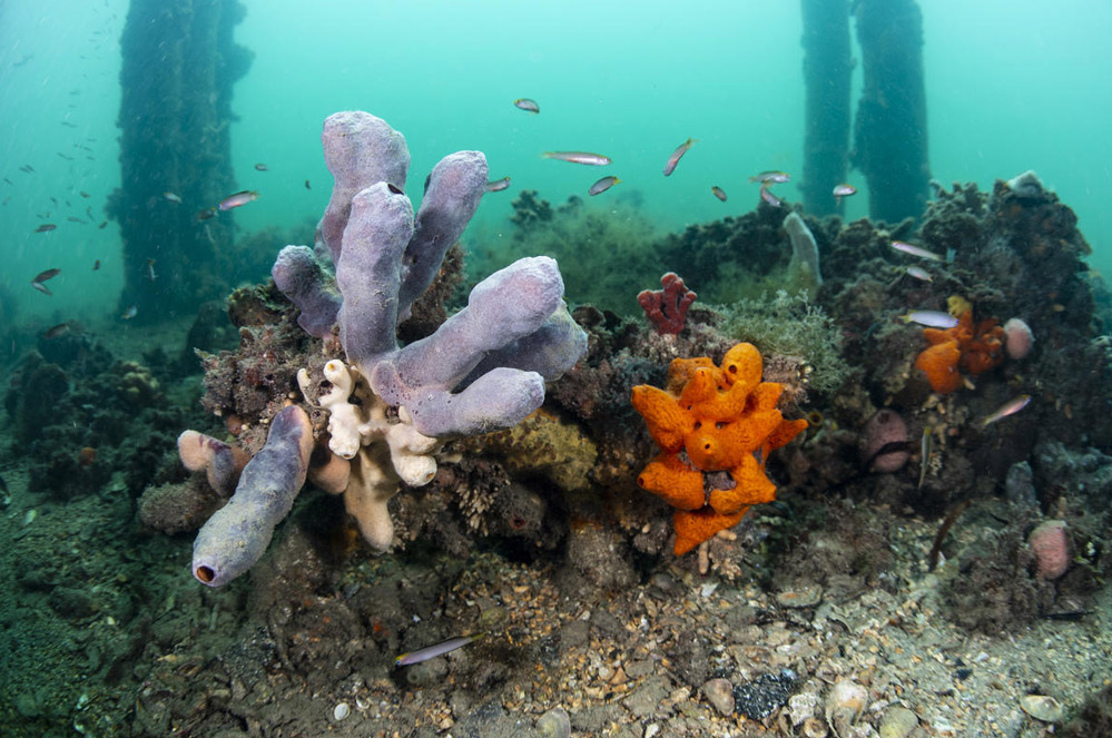 10 redenen om de oceanen te beschermen