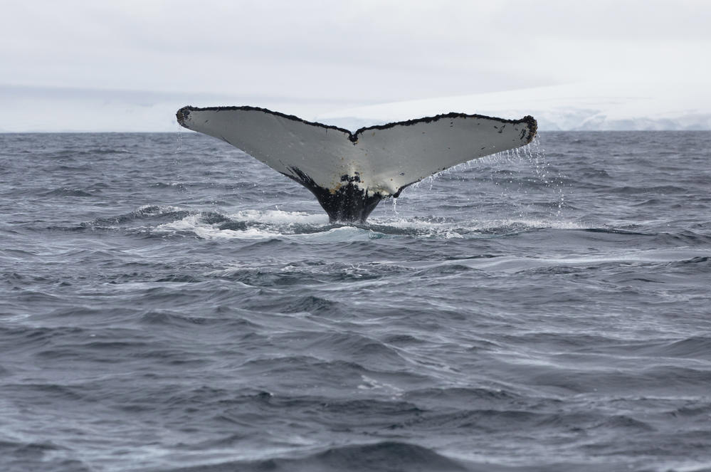 10 redenen om de oceanen te beschermen
