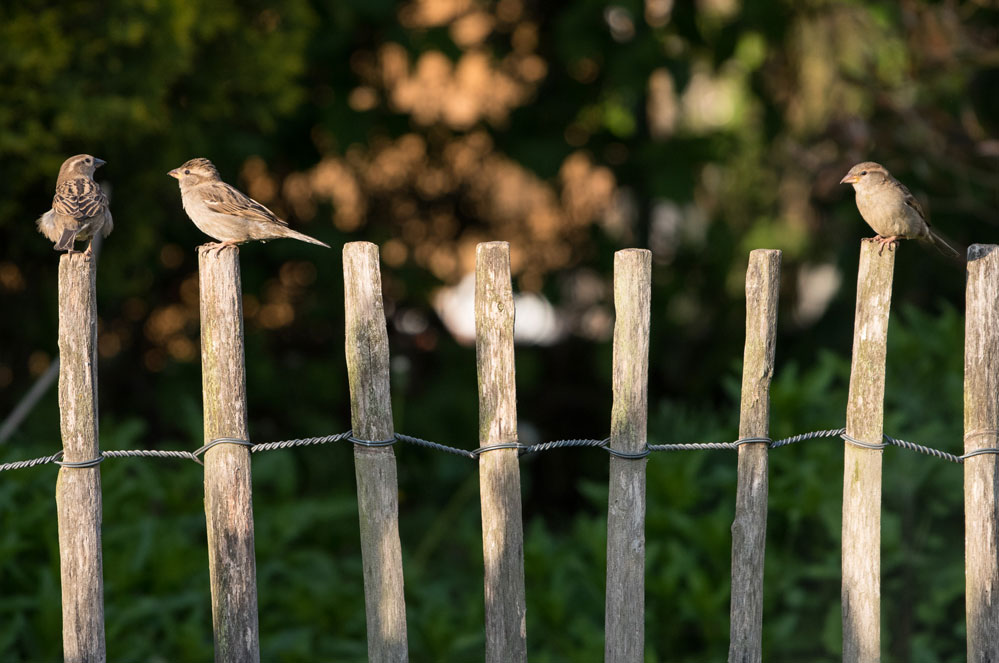 Nieuwe beweging: Red de biodiversiteit, samen en nu!
