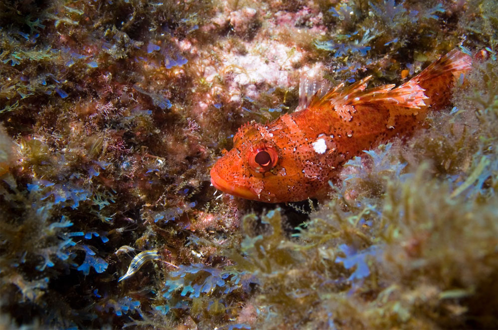 Wat gebeurt er toch op de bodem van de oceaan?