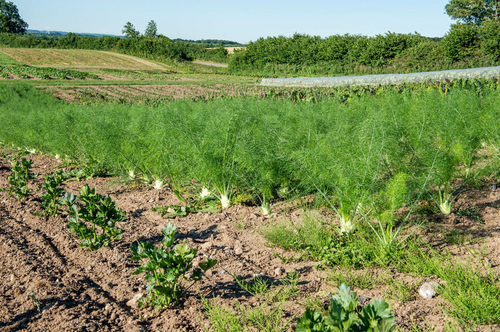 Sauvons la biodiversité, ensemble et maintenant ! 