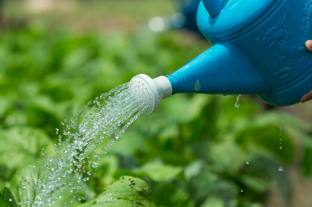 Sécheresse : trucs et astuces pour économiser l’eau au jardin