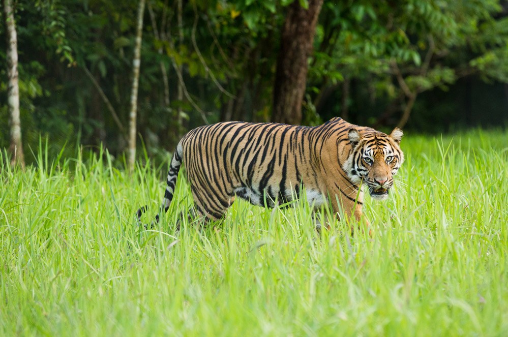 Indonesië: Sumatraanse tijger dood teruggevonden in een plantage