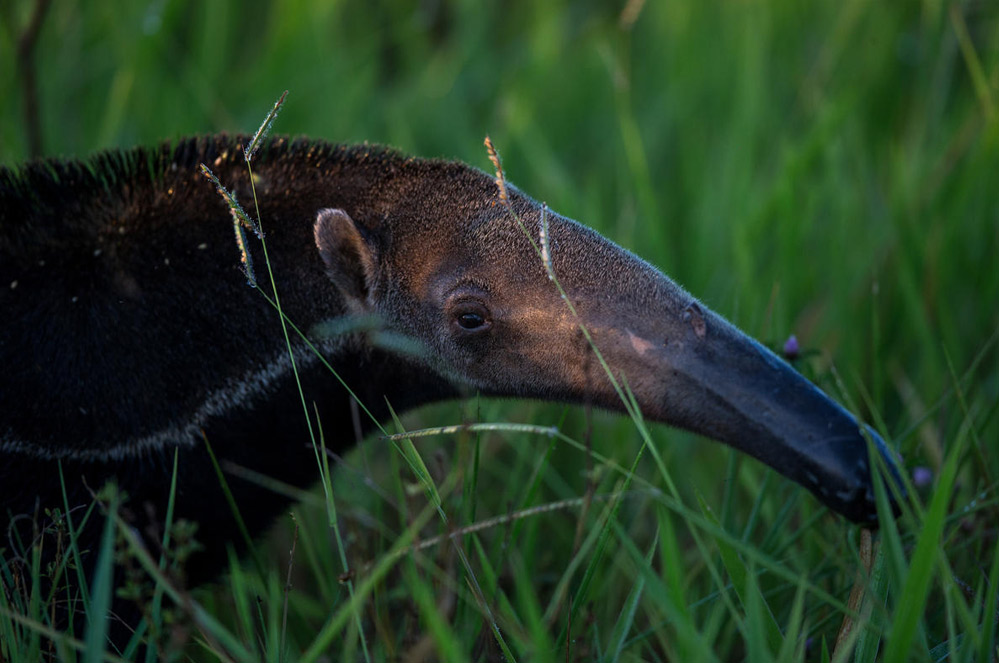Ontbossing en veeteelt bedreigen Braziliaanse biodiversiteit