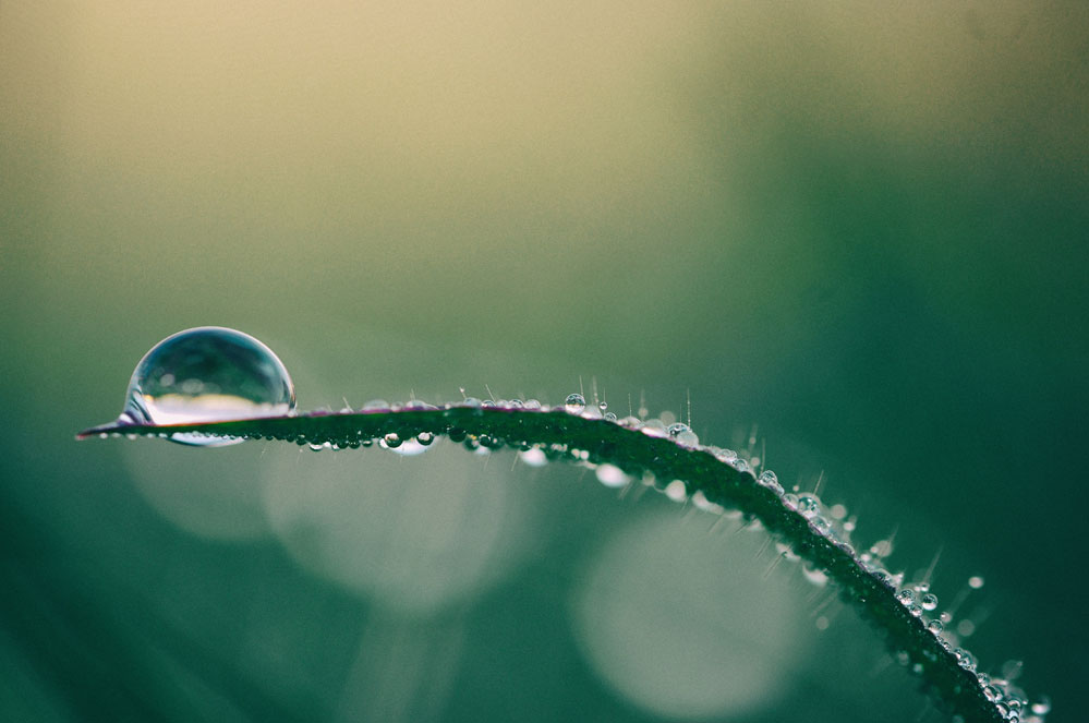 Droogte: tips en trucs om water te besparen in de tuin