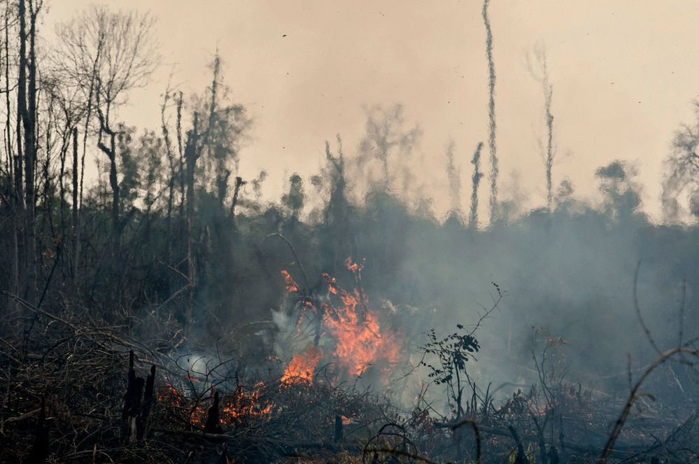 Indonesië: Sumatraanse tijger dood teruggevonden in een plantage