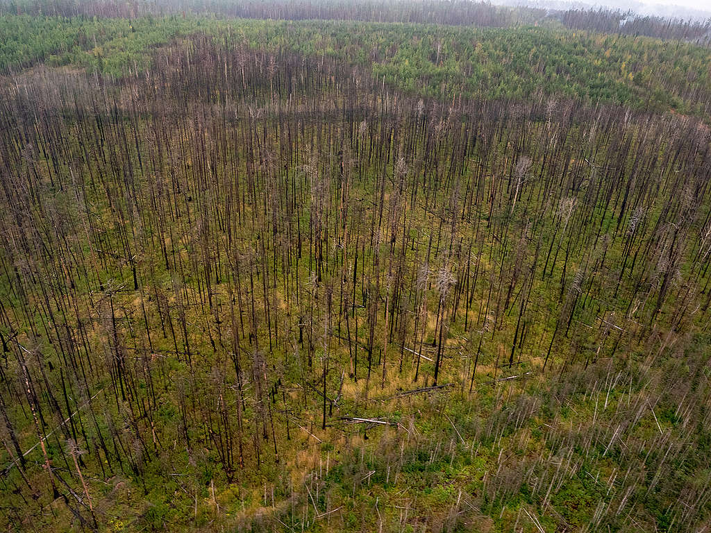 Les excuses des entreprises qui se cachent derrière la déforestation