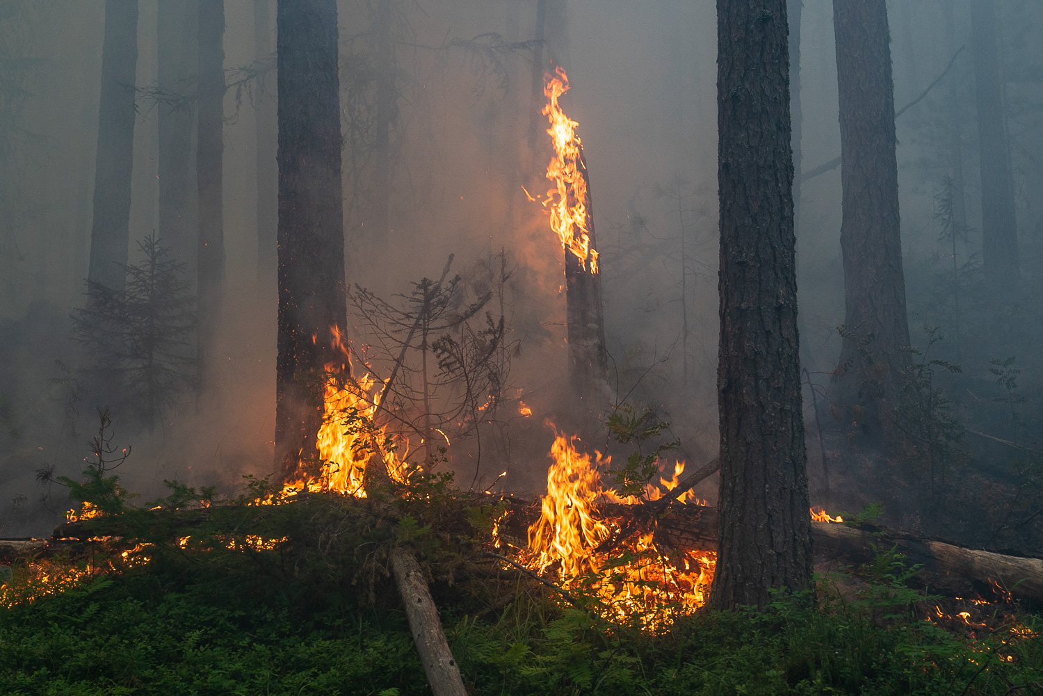 Qui sont ces volontaires de Greenpeace qui luttent contre les feux de forêt en Russie ?
