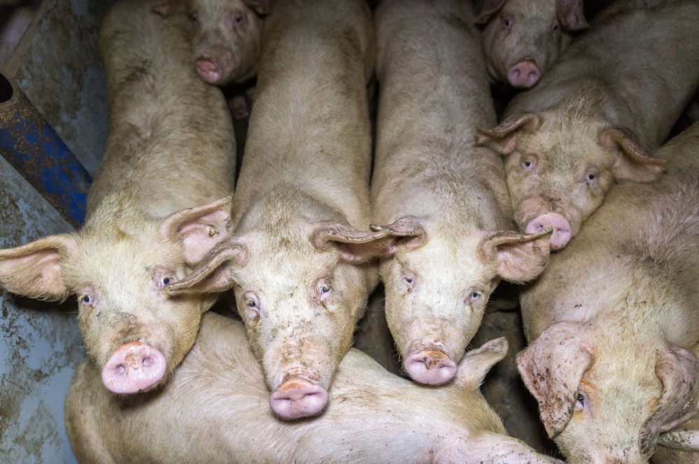 6 redenen waarom het nieuwe EU-landbouwbeleid suckt