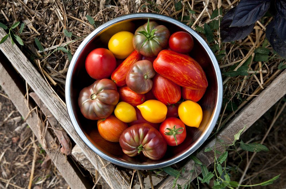 Bien semer pour bien manger : quelques conseils