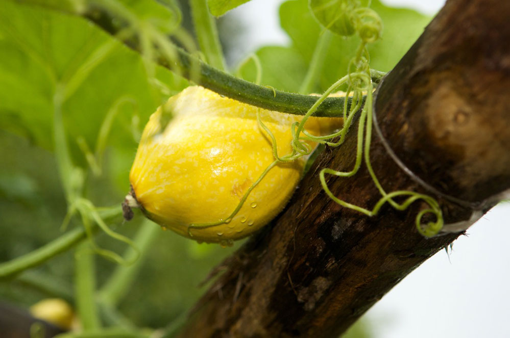 Bien semer pour bien manger : quelques conseils