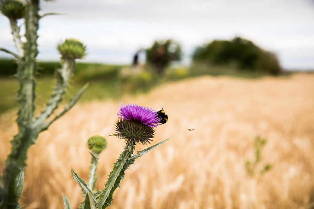 A la rescousse des abeilles !