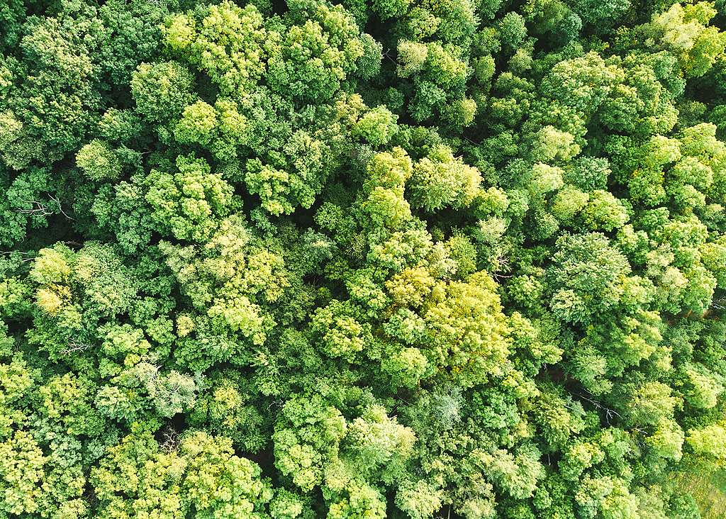 Bomen planten tegen ‘vliegschaamte’?