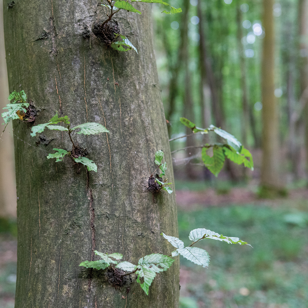 Meer Natuur in mijn buurt