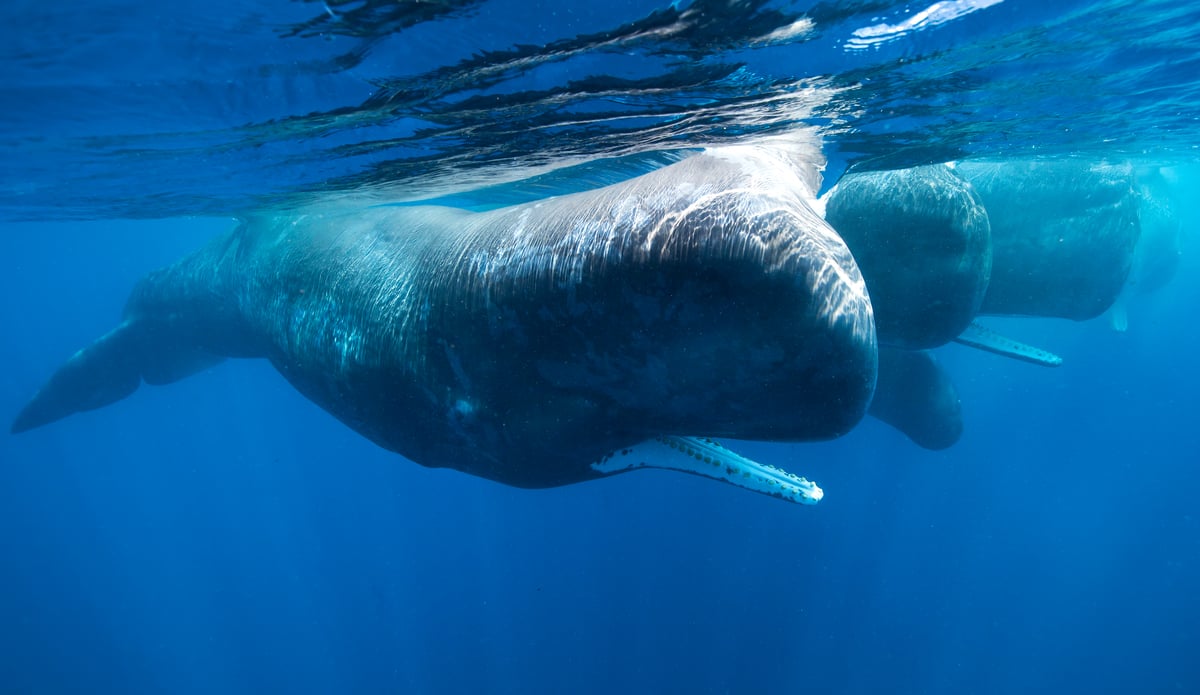 Présence d’une espèce de baleine menacée sur une zone visée par l’exploitation minière en eaux profondes