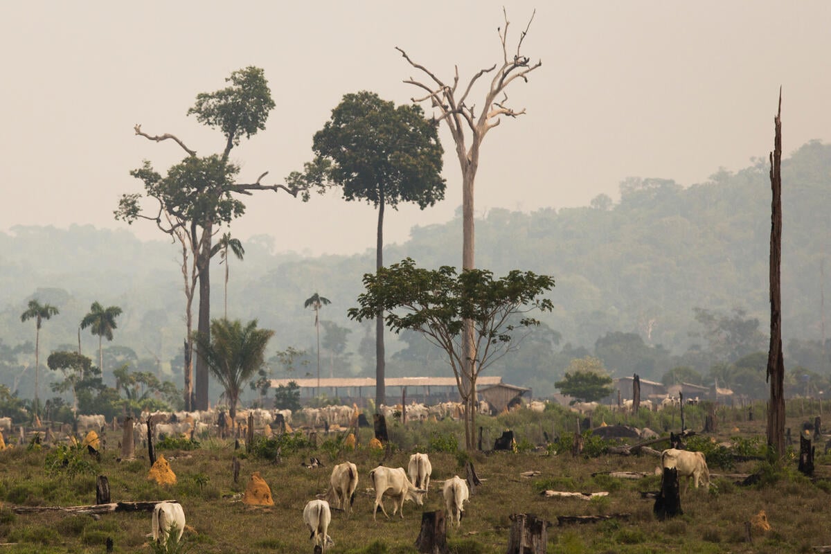 L’accord commercial UE-Mercosur menace le règlement de l’UE sur la déforestation