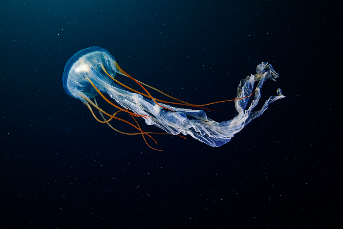 Scyphozoan Jellyfish in the Arctic. &copy; Greenpeace