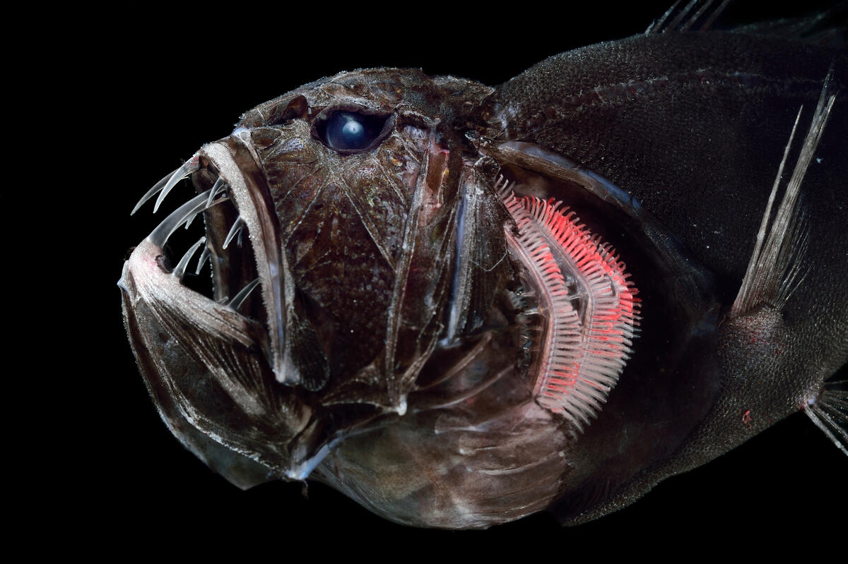 Deep sea creatures -  Common fangtooth. &copy; Solvin Zankl / Greenpeace