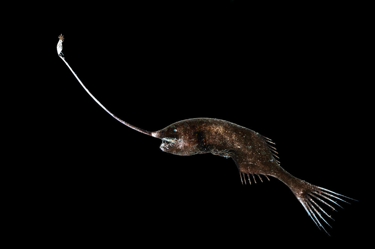 Deep sea creatures - Whipnose angler. &copy; Solvin Zankl / Greenpeace