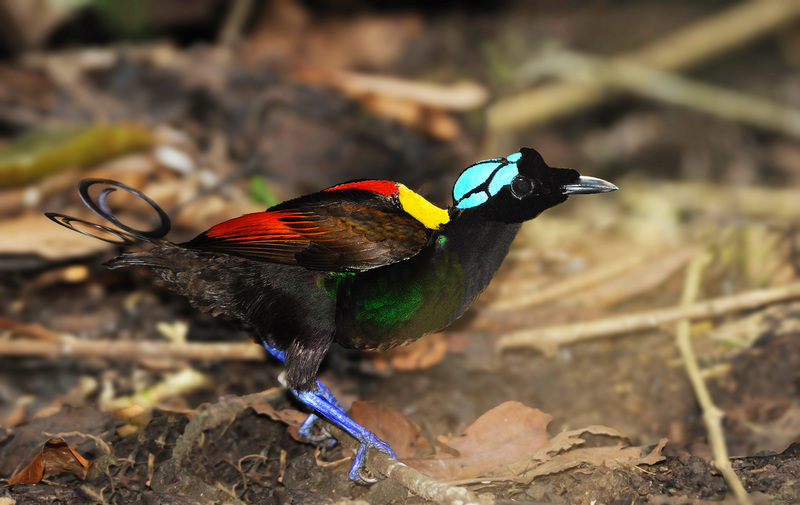 Wilson's Bird of Paradise in West Papua
