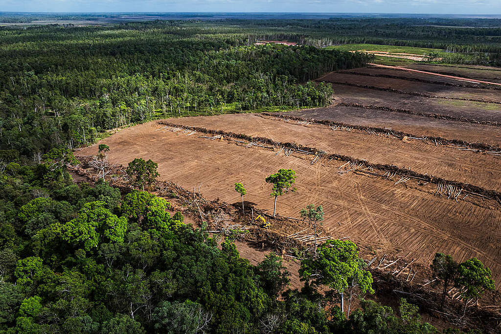 An aerial view of forest clearance and sugarcane plantation development in PT. Global Papua Abadi (GPA) in Senayu village, Sermayam district, Merauke regency, South Papua province on September 18, 2025.