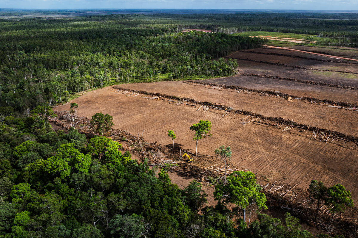 Forest Clearance in PT Global Papua Abadi (GPA), South Papua An aerial view of forest clearance and sugarcane plantation development in PT. Global Papua Abadi (GPA) in Senayu village, Sermayam district, Merauke regency, South Papua province on September 18, 2025.
